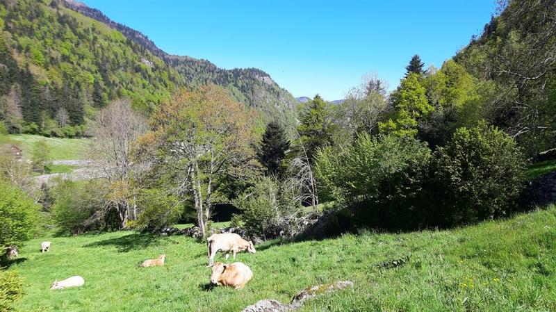 Terrain constructible - 11 657 m²