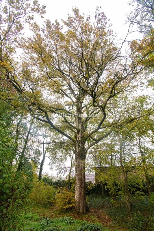 Maison - 547 m² - 14 pièces