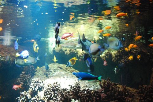 Aquarium de Vannes