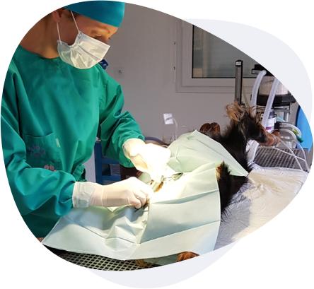 Clinique Vétérinaire des Mille Etangs