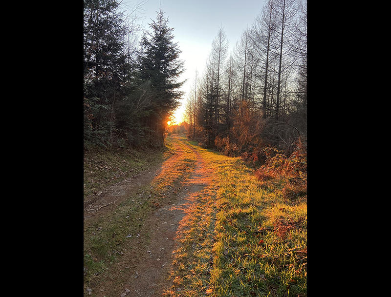 Exposition : les Lions s'exposent