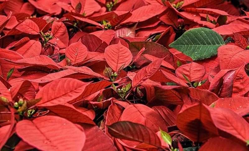 Marché de Noël | Saussignac