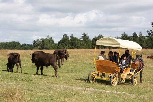 Réserve de Bisons d'Europe