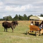 Réserve de Bisons d'Europe