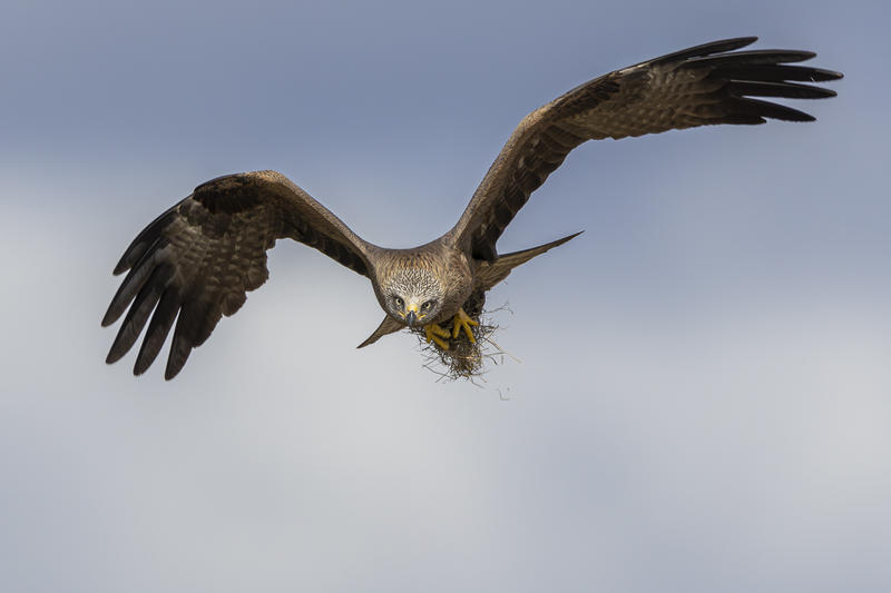 Au plus près des oiseaux nicheurs