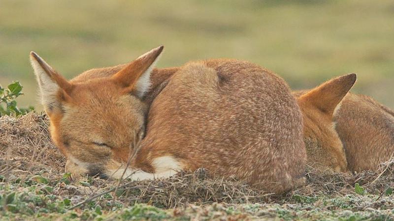Ciné débat: le Secret du Loup d'Ethiopie