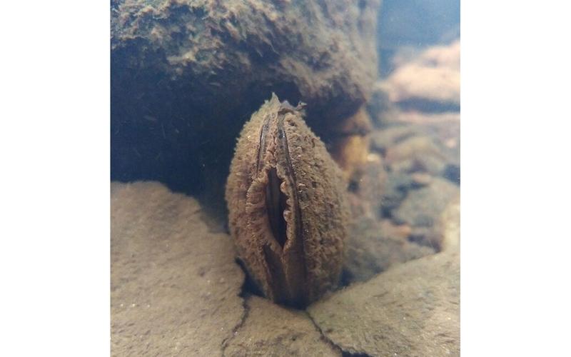 Conférence sur la Mulette perlière (moule d’eau douce)