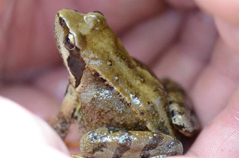 Les batraciens de la forêt de Sarre-Union