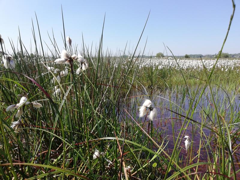 Découverte d’une tourbière au printemps