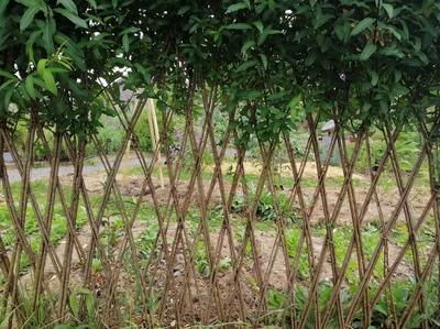 Je crée des structures vivantes en osier pour mon jardin