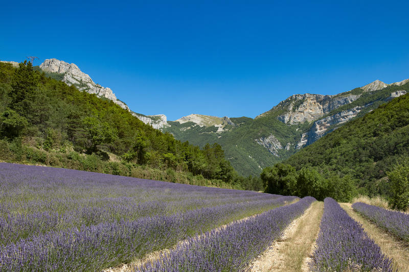 Visite guidée d’une distillerie d’huile essentielle dans la Drôme