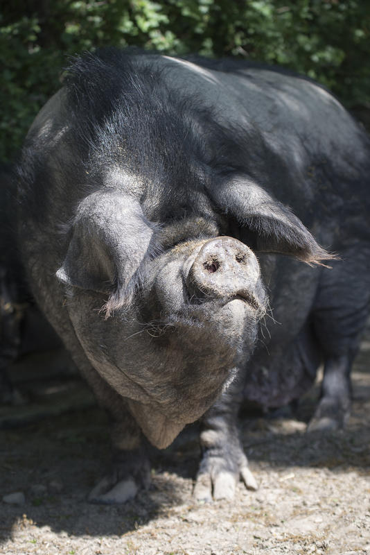 Parc Animalier de Lussas