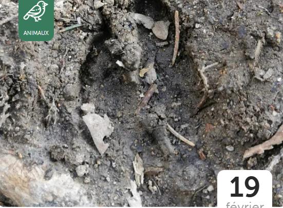 Traces et empreintes