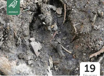 Traces et empreintes