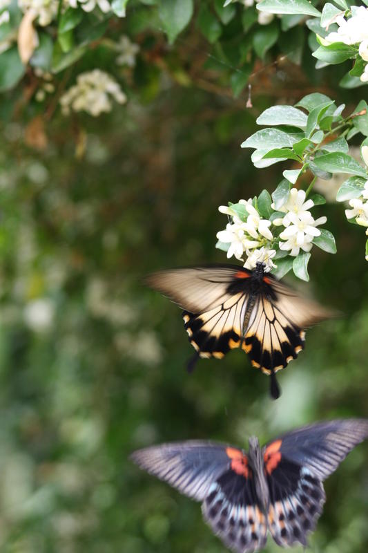 Le Tropique du Papillon