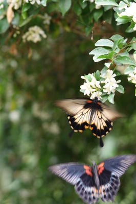 Le Tropique du Papillon