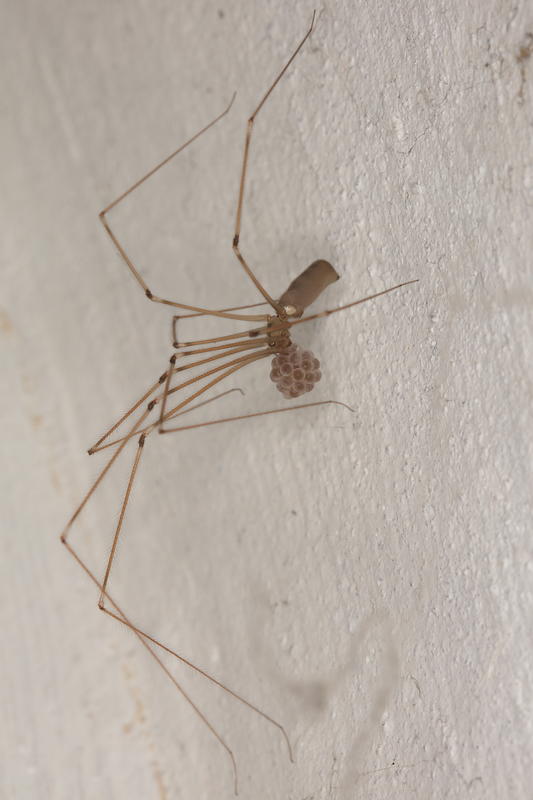 Colocataires à six, huit, milles pattes