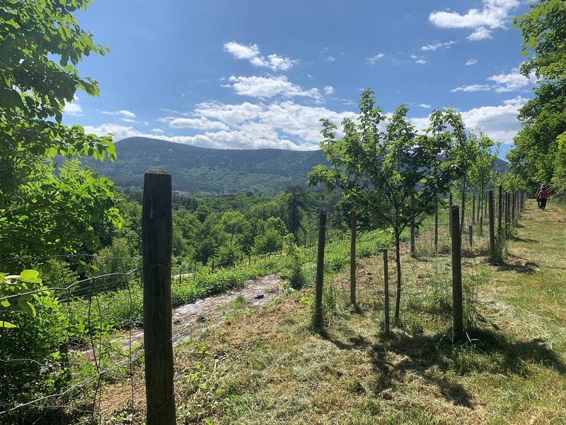 La fête des jardins vivants Lilaveronica