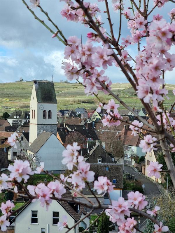Balade contée sur le Mandelberg, la Colline des amandiers