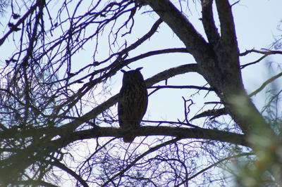 Éco-balade : à la découverte du Grand-duc