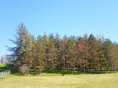 Terrain constructible - 4 000 m²