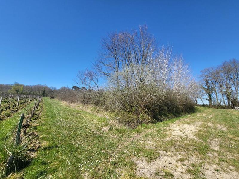 Terrain agricole - 7 061 m²