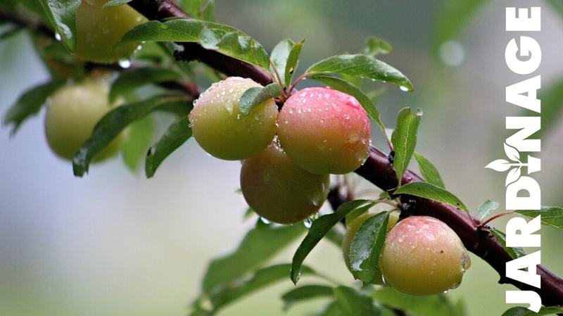 Atelier - la taille des arbres fruitiers