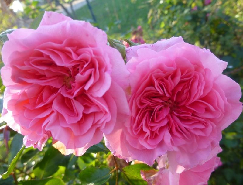 La Petite Fête de la Rose