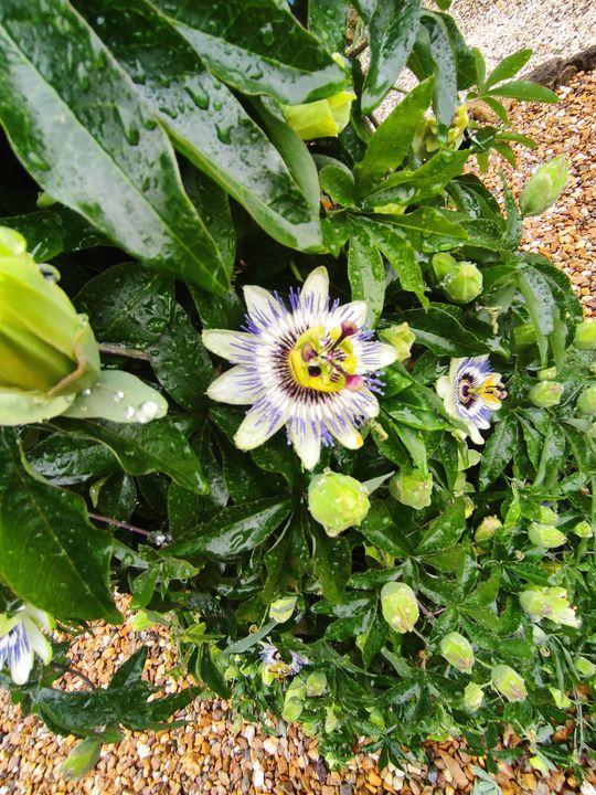 Fermette - 111 m² - 6 pièces