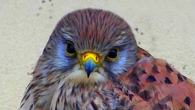 Exposition des oiseaux de Nidoscope