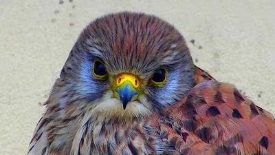 Exposition des oiseaux de Nidoscope