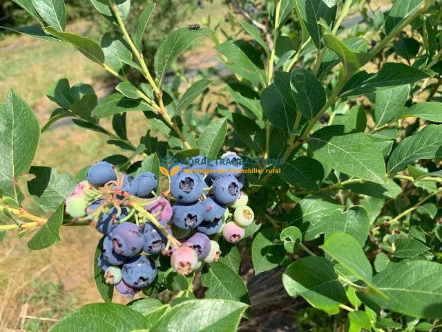 Maison - 323 m² - 15 pièces