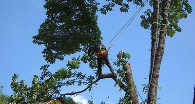 Elagages,entretien des espaces verts à Cahors