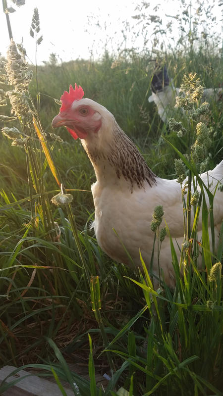 Stage week-end Permaculture