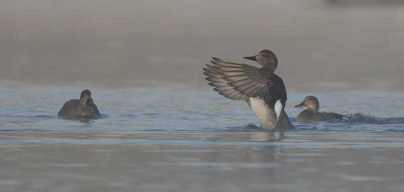 Découverte des oiseaux d'eaux