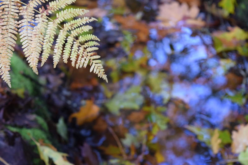 Sortie Nature : Biodiversité en vallée de la Sèvre