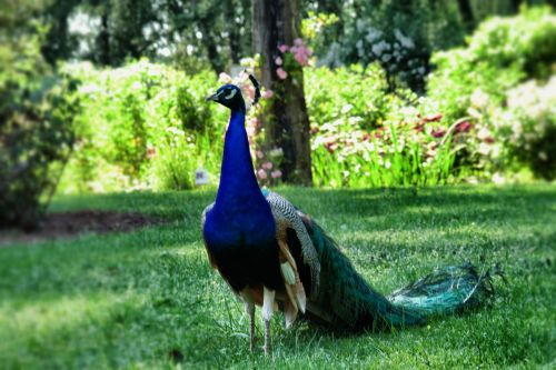 Les Chemins de la Rose
