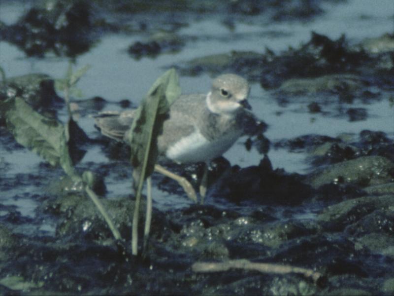 Regard de cinéaste : Marcel Speisser (projection commentée)