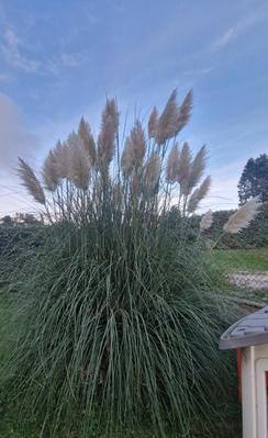 Maison ancienne - 124 m² - 5 pièces