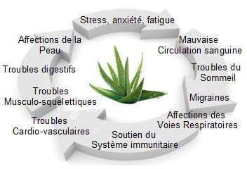 l'Aloe Vera mon bien être au quotidien