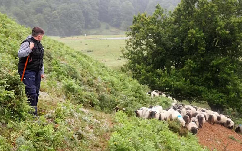 Randonnée en quadricycle électrique à Iraty, rencontre avec une bergère et pause gourmande en estive