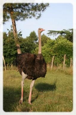 Projection du Film d’Alice Godart «Élever au grain »