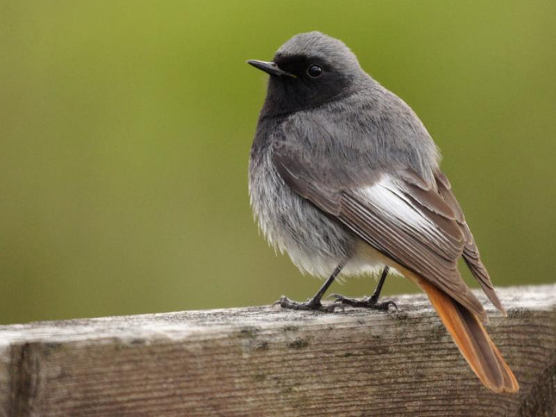Visite guidée de Terres d'Oiseaux