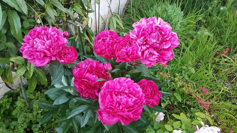 Maison - 190 m² - 7 pièces