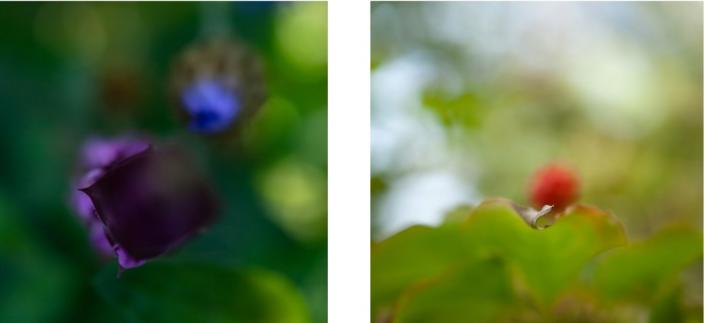 Exposition les "Arbres joie" à la galerie Felgines