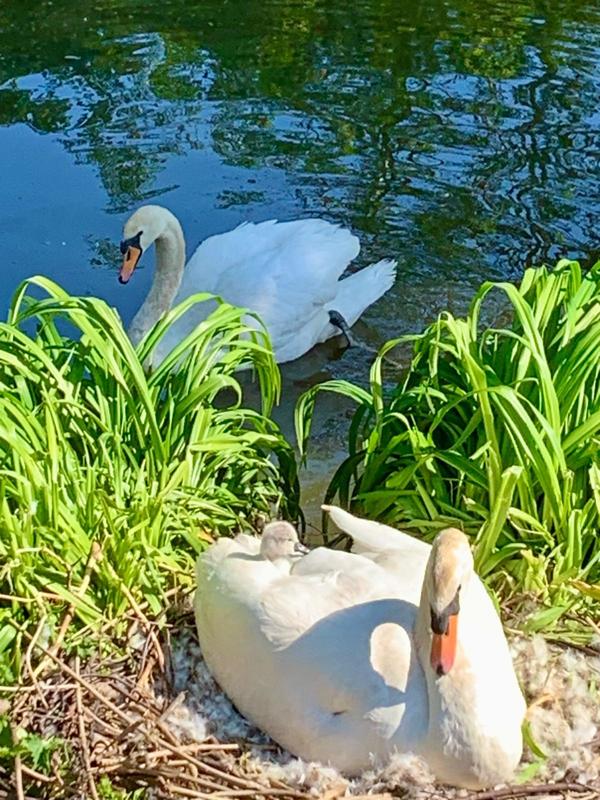 Corps de ferme - 271 m² - 8 pièces