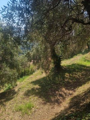 Terrain constructible - 1 011 m²