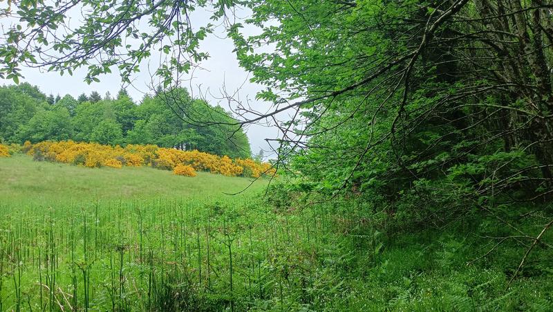 Terrain - 11 608 m²