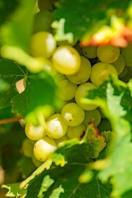 Terrain agricole - 360 000 m²