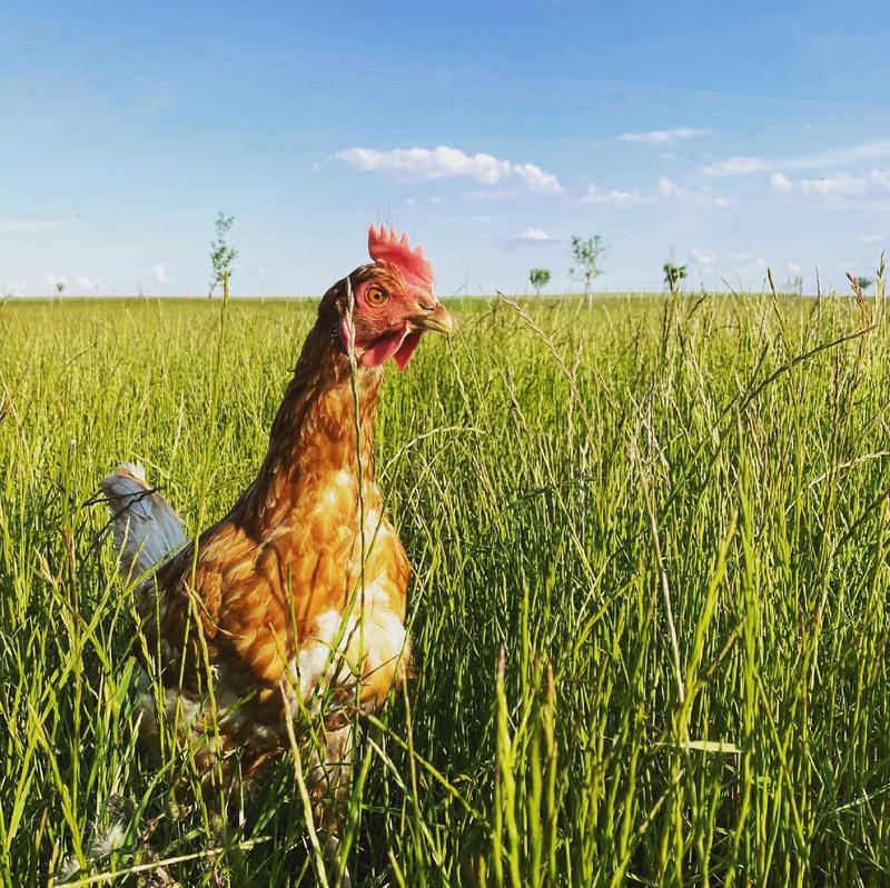 L’Œuf de Célestine